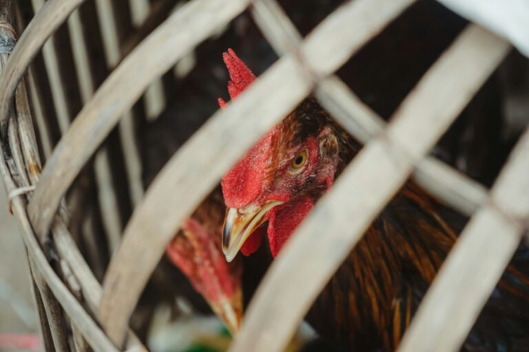 Quase 800 animais são resgatados após operação contra suspeita de rinhas em Miami-Dade